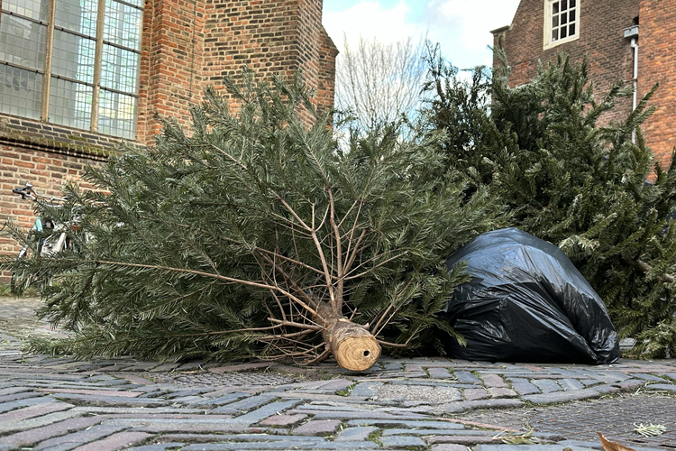 weggooide kerstbomen